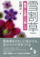 雪割草