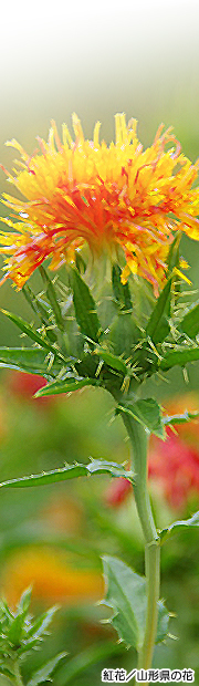 紅花